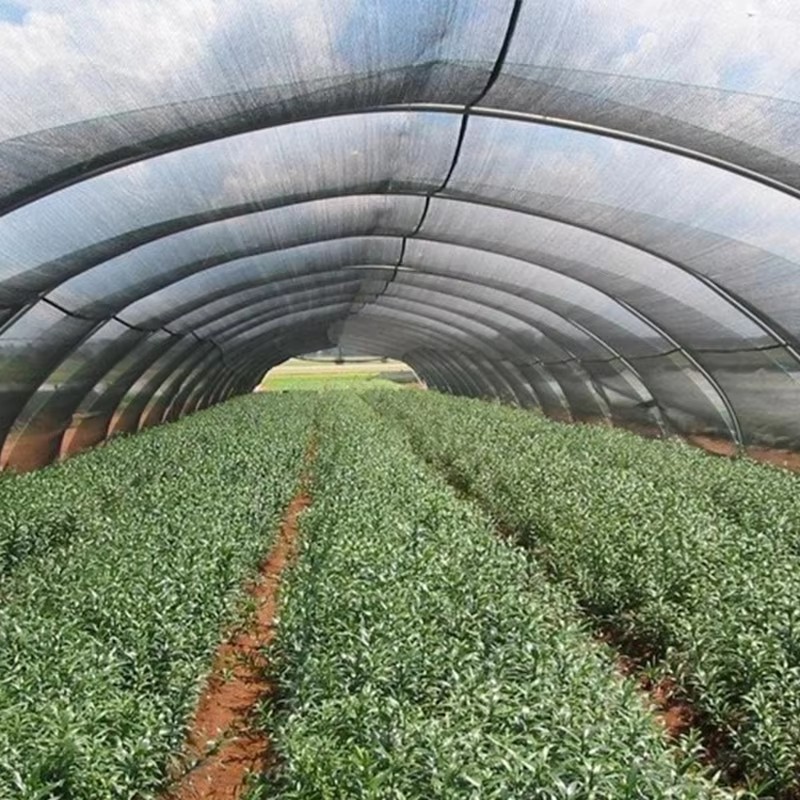 Este bun efectul de răcire al cârpei de umbră?